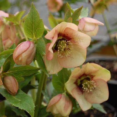 Helleborus Winter Jewels Apricot Blush