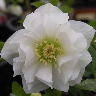 Helleborus Winter Jewels Sparkling Diamond