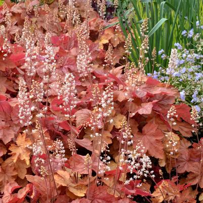 Heucherella Redstone Falls