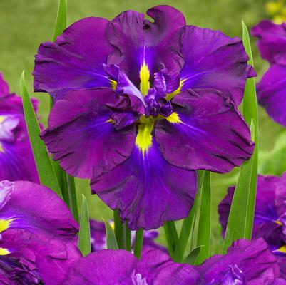 Iris enstata Dinner Plate™ Blueberry Pie