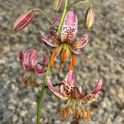 Lilium martagon Alberta Morning
