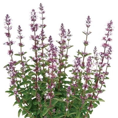 Nepeta Serene Wild Orchid