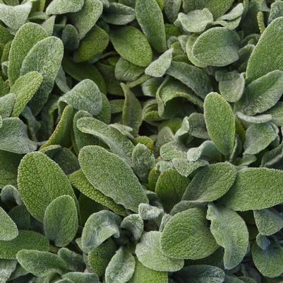 Stachys byzantina Little Lamb