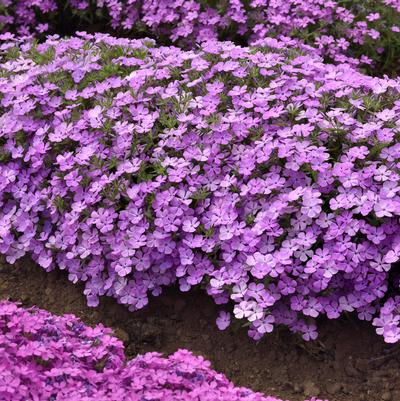 Phlox Candy Cloud™ Lavender