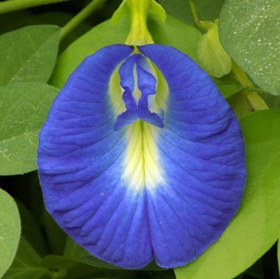 Clitoria ternatea 