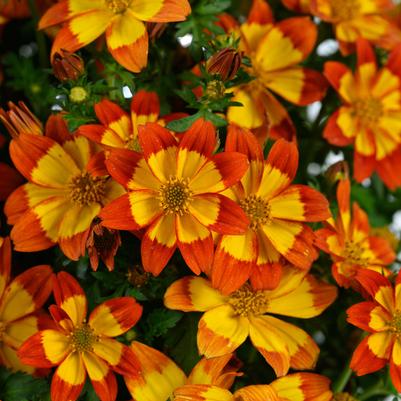 Bidens TIMELESS™ Blazing Flames™