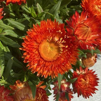 Bracteantha SunBrero Orange