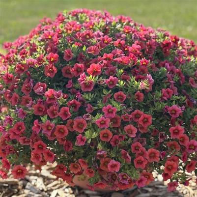 Calibrachoa Callie® Orange Sunrise