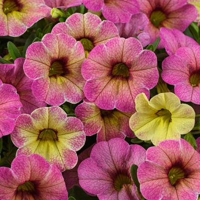 Calibrachoa Ombre™ Pink