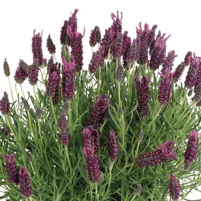 Lavender stoechas La Diva Garnet Rouge