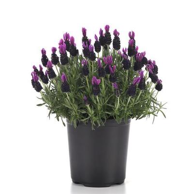 Lavender stoechas Butterfly Garden™ Plum Perfect
