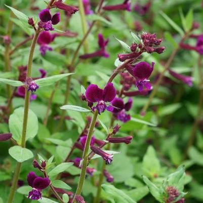 Cuphea Purple Passion