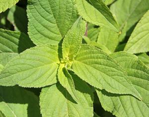 Sage Scarlet Pineapple