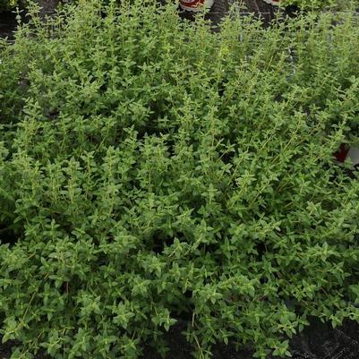 Thyme Summerdreams® Spicy