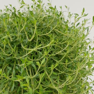 Thyme GrowFlow™ Lemonade