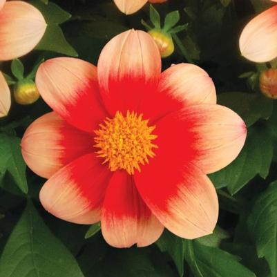 Dahlia Summer Bees Salmon Bicolor