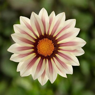 Gazania Big Kiss™ White Flame