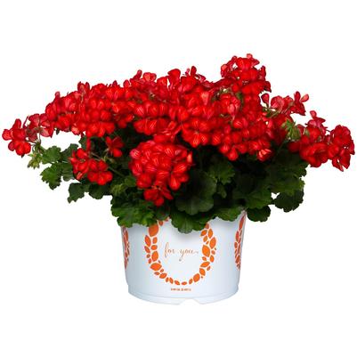 Geranium Glory Days Red Orange Bicolor
