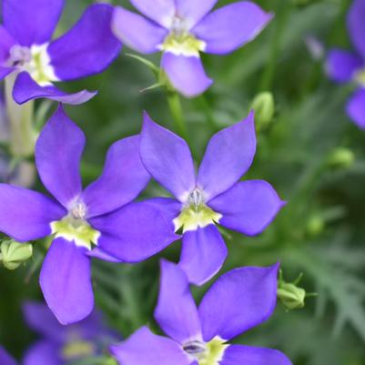 Isotoma Bottle Rocket Blue