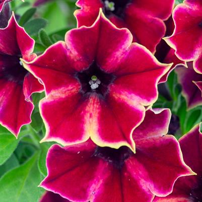 Petunia Crazytunia® High Five