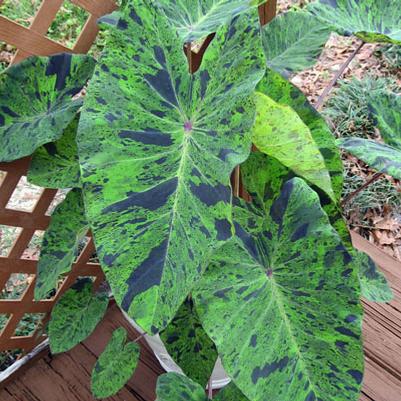 Colocasia esculenta Mojito
