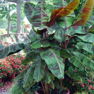 Musa sumatrana Zebrina