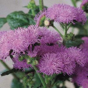 Ageratum houstonianum Blue Horizon