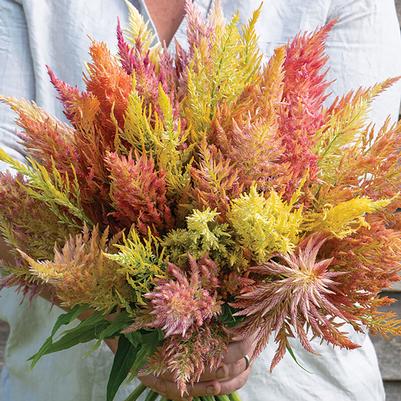 Celosia Shimmer