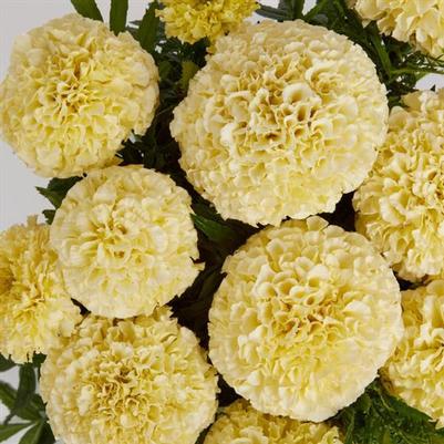 Marigold Lanna Lace