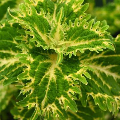 Coleus Charge™ Keylime Fringe