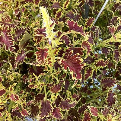 Coleus Skeletal