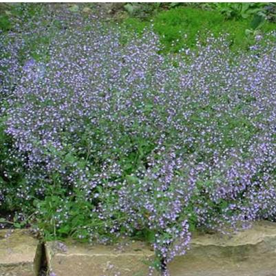 Calamintha nepeta Blue Cloud