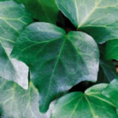 Hedera Algerian