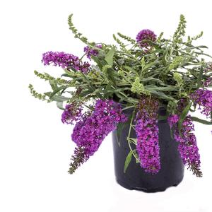 Buddleia davidii Leah Blue