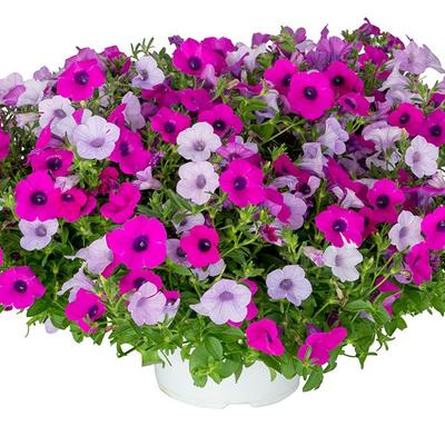 Petunia Blanket® Silver Surprise