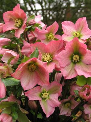 Helleborus Walberton's Rosemary