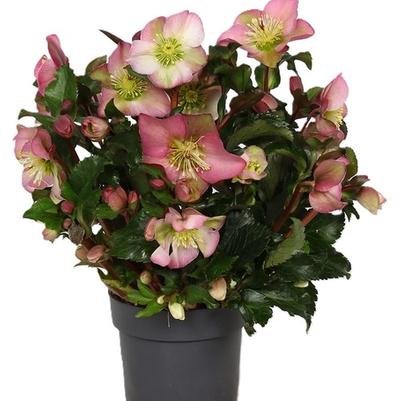 Helleborus Winter Sparkle Early Blush