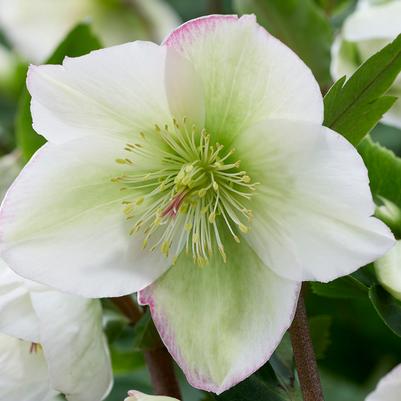 Helleborus Winter Sparkle White Blush