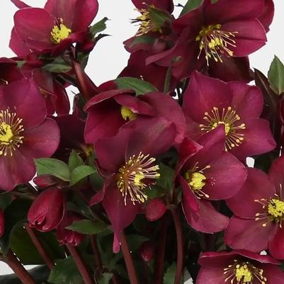 Helleborus Winter Sparkle Red