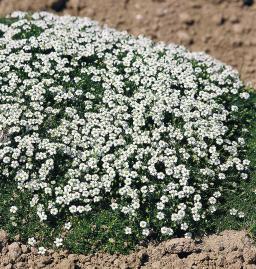 Sagina subulata 