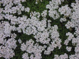 Sedum album 'Coral Carpet' Sedum album 'Coral Carpet'