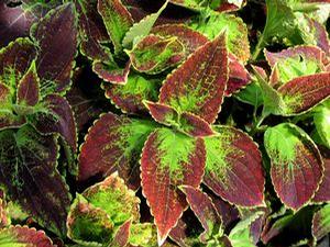 Coleus 'Colorblaze® Dipt in Wine' Coleus 'Colorblaze® Dipt in Wine'