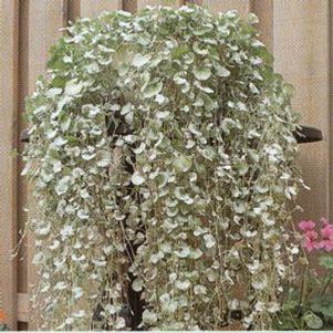 Dichondra 'Silver Falls' Dichondra 'Silver Falls'