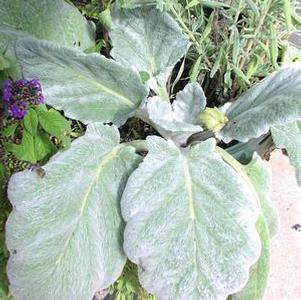 Salvia argentea Silver Sage