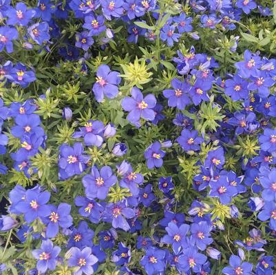 Anagallis 'Wildcat Blue' Anagallis 'Wildcat Blue'