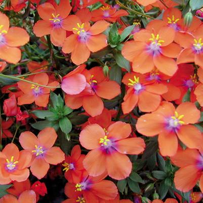Anagallis 'Wildcat Mandarin' Anagallis 'Wildcat Mandarin'