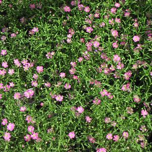 Gypsophila 'Gypsy Deep Rose' Gypsophila 'Gypsy Deep Rose'