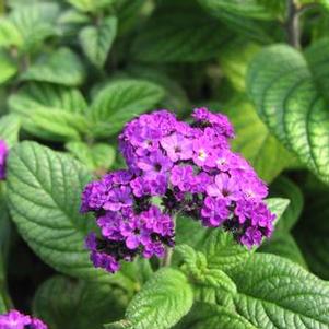 Heliotrope Fragrant Delight