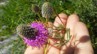 Dalea purpurea Dalea purpurea
