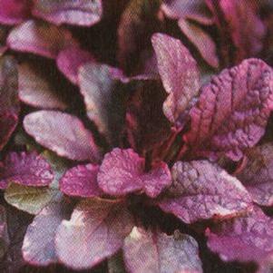 Ajuga reptans 'Burgundy glow' Ajuga reptans 'Burgundy glow'